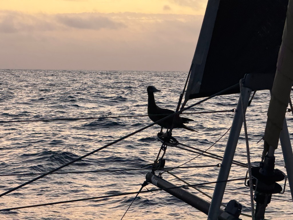 to the Galápagos – day 3